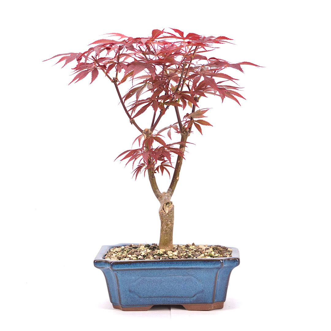 Fächer-Ahorn 'Acer palmatum 'Deshojo'